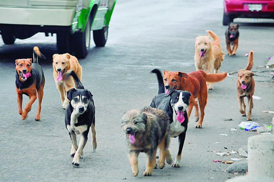 Perros callejeros, un problema de todos 1