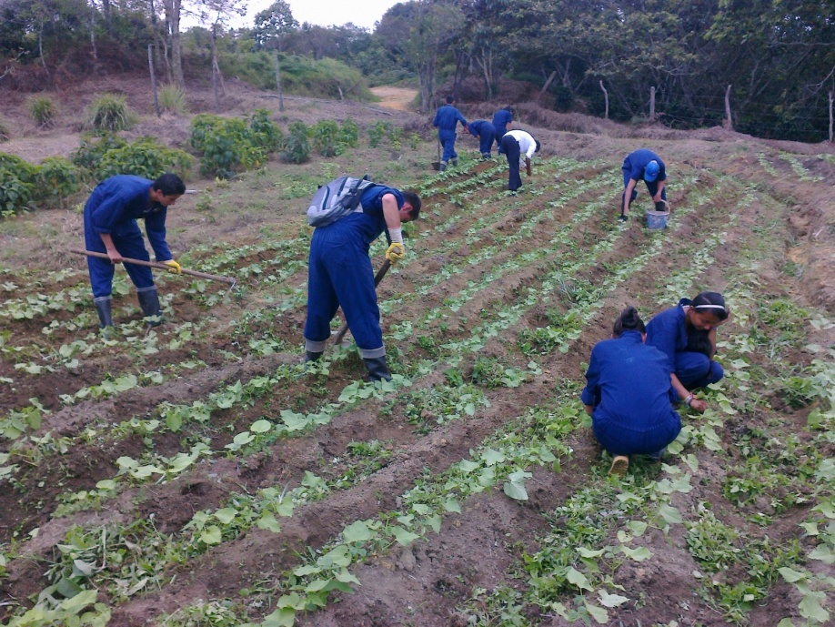 SENA ofrece curso en producción agropecuaria para jóvenes rurales 1