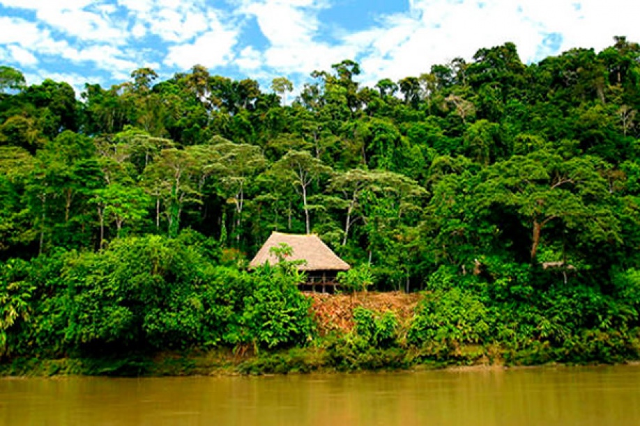 A plantar 4,5 millones de árboles en la Amazonia 1