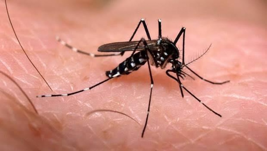 Acciones en contra del mosquito Aedes Aegypti 1