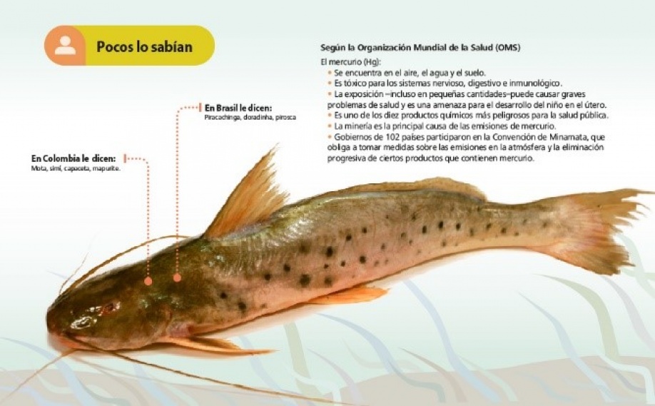 Prohibida la pesca, transporte y comercialización de carne de pez Mapurito 1