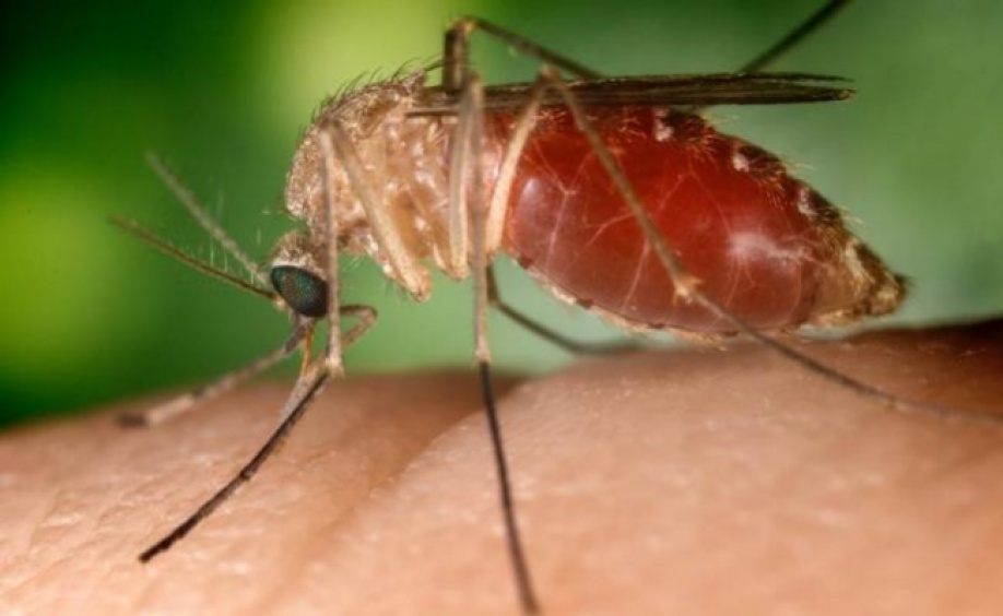 A 357 casos de zika llegó el meta 1