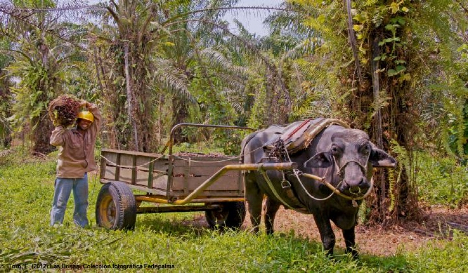 Colombia logró récord histórico de producción de aceite de palma 1