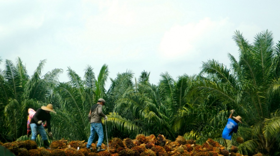 Cultivadores de palma se reúnen para hablar de sostenibilidad 1