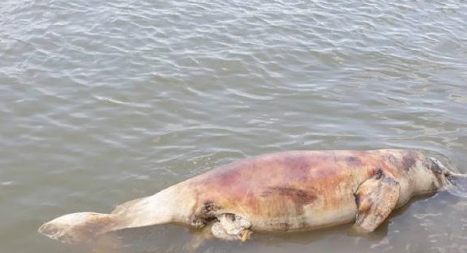 Muere delfín rosado en aguas del río Guaviare 1