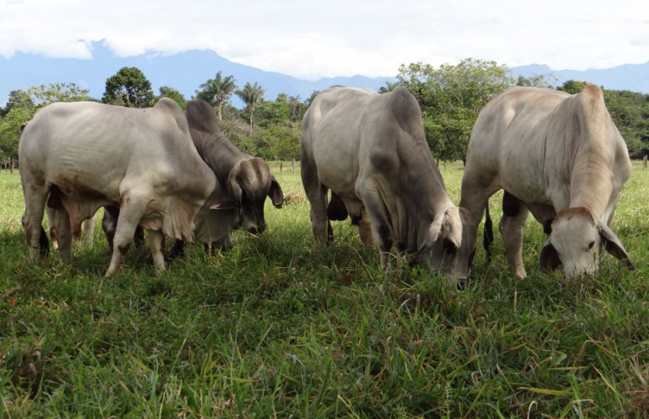 Alternativas biológicas para el control de parásitos internos en bovinos y ovinos 1