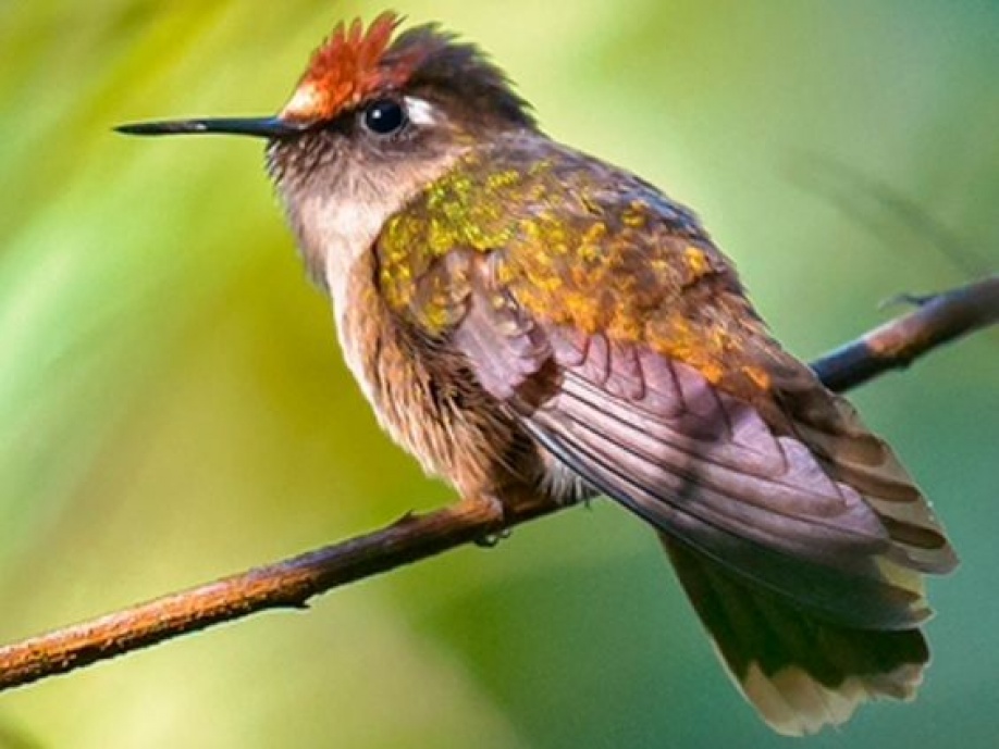 Colombia le apuesta al avistamiento de aves 1