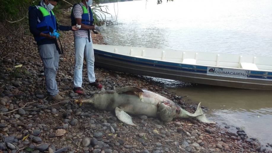 Rechazan asesinato de tonina en el río Guayabero 1