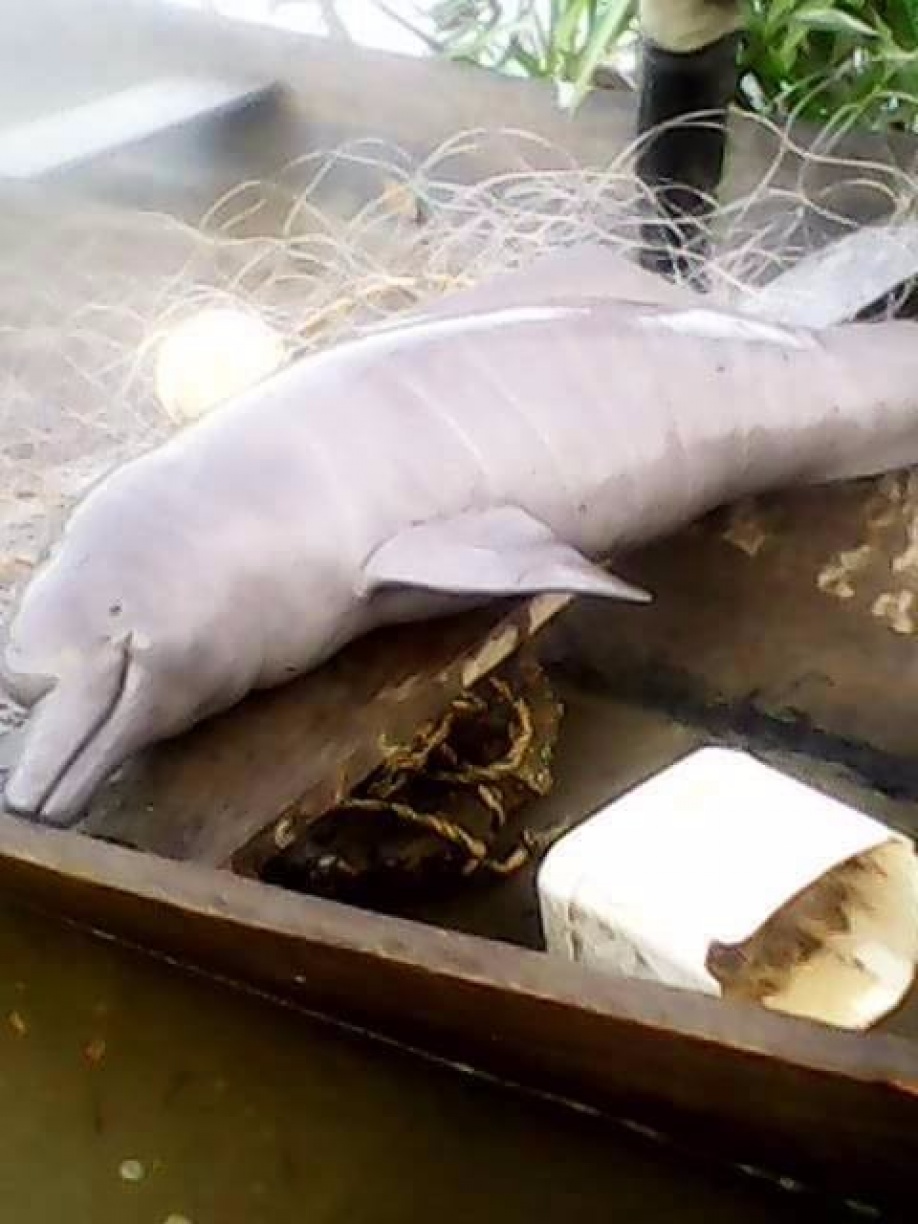 Indignación: Cruel muerte a delfín rosado en Puerto Concordia 1