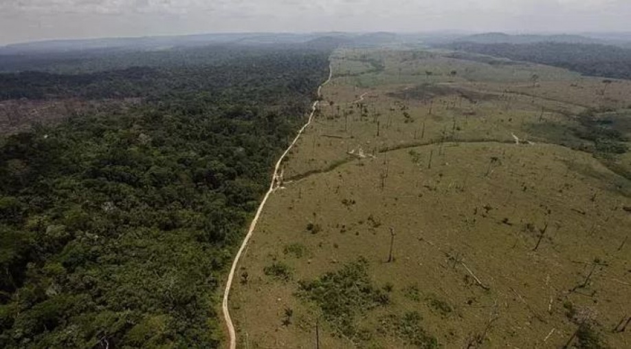 Países aliados apoyarán plan contra la deforestación 1