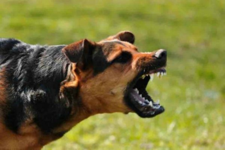 Registro de perros peligrosos debe hacerse después que el Gobierno normatice las pólizas 1