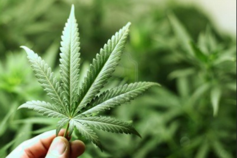 ABC de la legalización de la marihuana 1
