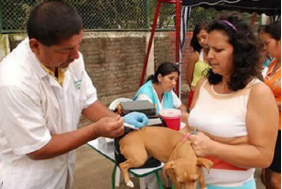 Villavicencio vacuna sus mascotas: Jornada gratuita para perros y gatos 1