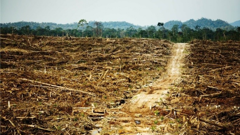 Meta en máxima alerta por elevada tasa de deforestación 1