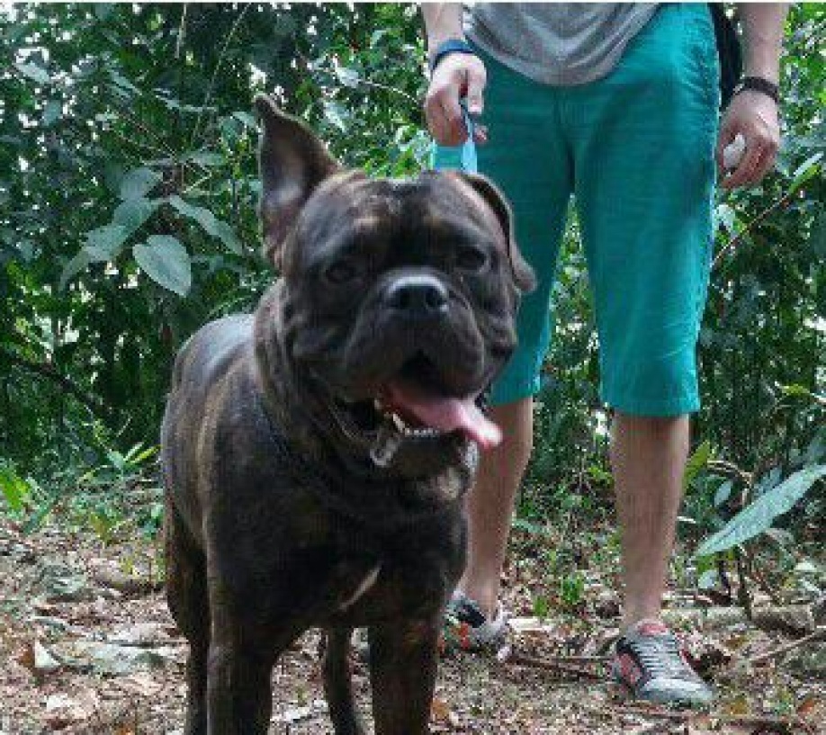 ¿Quién investiga casos de perros robados en Villavicencio? 1
