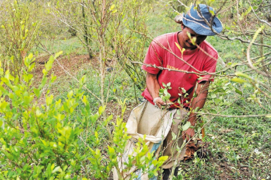 ¿Qué hay detrás del aumento de cultivos ilícitos en el país? 3