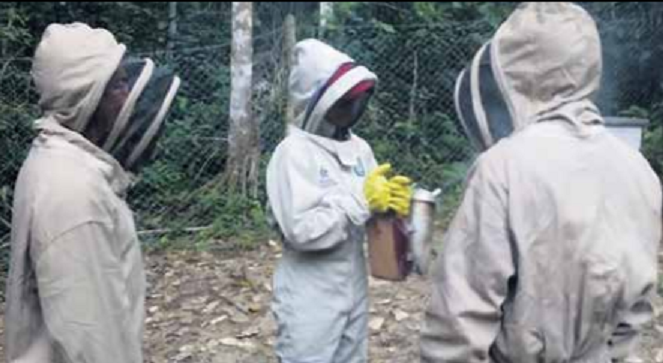 Con apicultura buscan conservar parques naturales 1