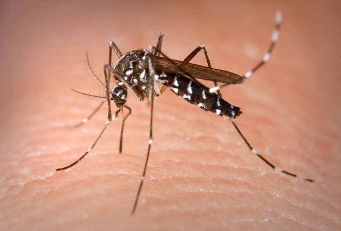 ¡Pilas!, van 635 casos de dengue registrados en Villavicencio 1