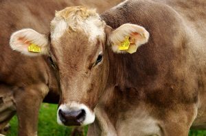 Pastoreo regenerativo - Volviendo a las tradiciones en ganadería 4