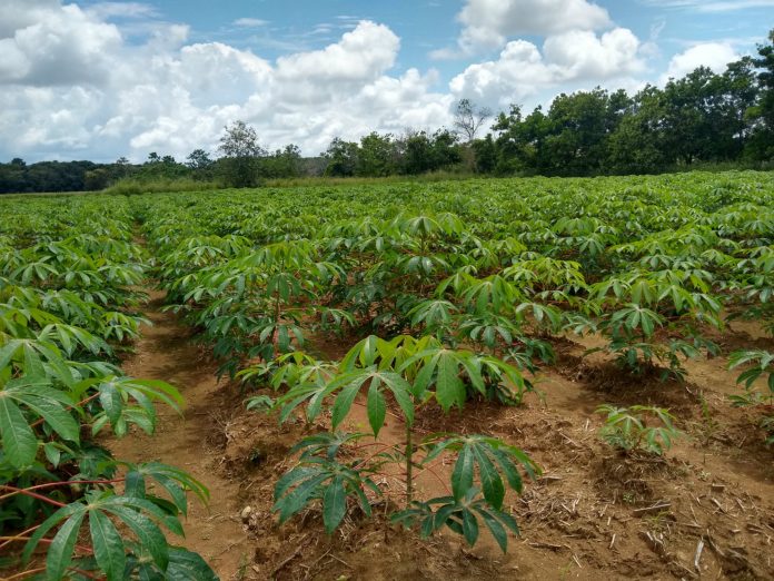 La variedad de Yuca Melúa 31 es propicia para los suelos de la Orinoquia.
