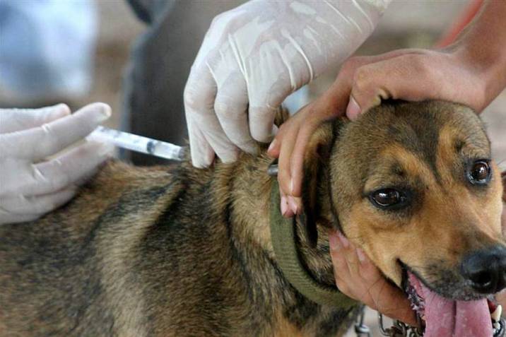 Habrá jornada de vacunación gratuita para mascotas en Villavicencio 1