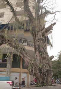 Salvarán icónico árbol de la Plazoleta Los Centauros de Villavicencio 2 Salvarán icónico árbol de la Plazoleta Los Centauros de Villavicencio 2
