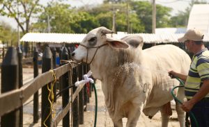 Pastoreo regenerativo - Volviendo a las tradiciones en ganadería 3