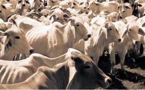 Pastoreo regenerativo - Volviendo a las tradiciones en ganadería 5