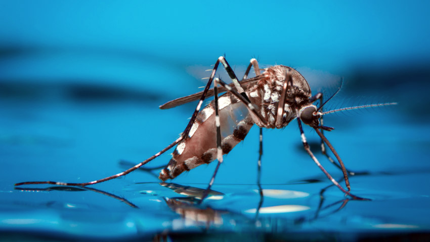 Meta, a preocuparse más por el dengue 1