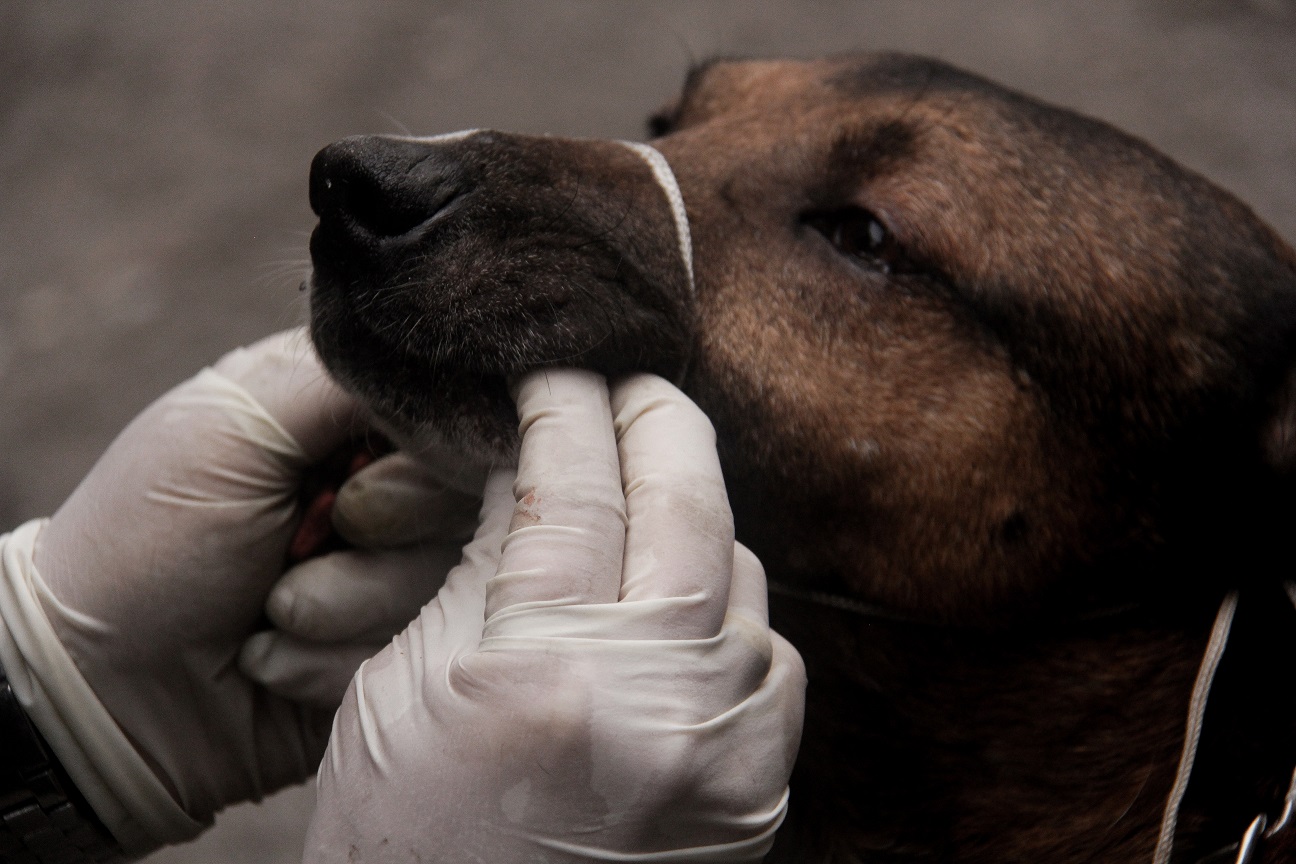 Por malas prácticas quirúrgicas, sancionados dos veterinarios en Villavicencio 1