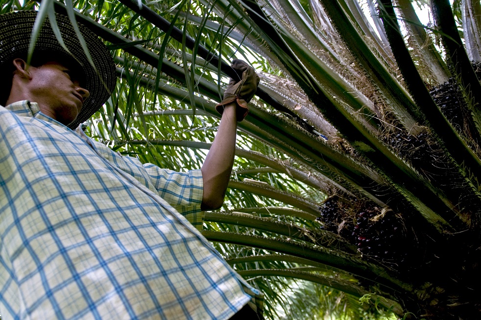 Abren servicio en línea para palmicultores 1