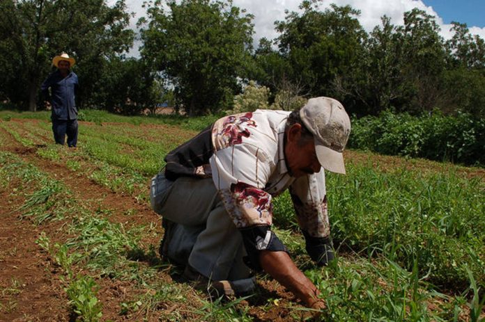 Campesinos