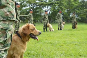 El 'Binomio Canino' del Ejército 2