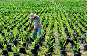 Palmicultores apuestan a reactivación económica y empleo con BIOdiésel 4