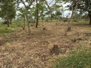 Arboricidio en Cabuyaro, 13 hectáreas deforestadas 2