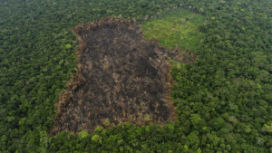 Capturados por delitos contra el medio ambiente en Mapiripán 2