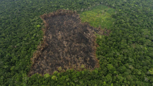 Lucha contra la deforestación 2