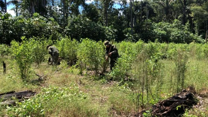 Erradicación La Fuerza Pública realiza labores intensas de erradicación manual de cultivos ilícitos la Fuerza Pública realiza labores intensas de erradicación manual de cultivos ilícitos en el sur del Metaen el sur del Meta