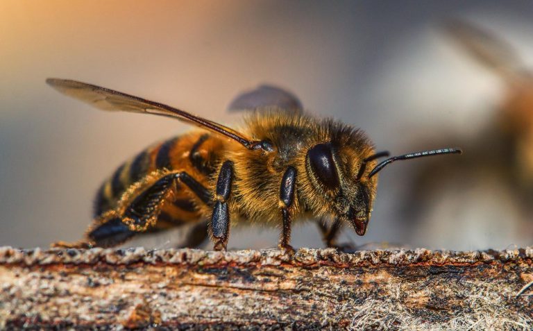 Investigan muerte de abejas en el Meta 1