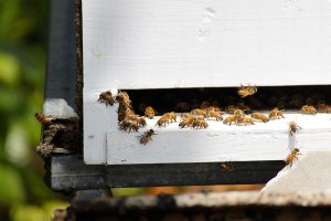 Investigan muerte de abejas en el Meta 2