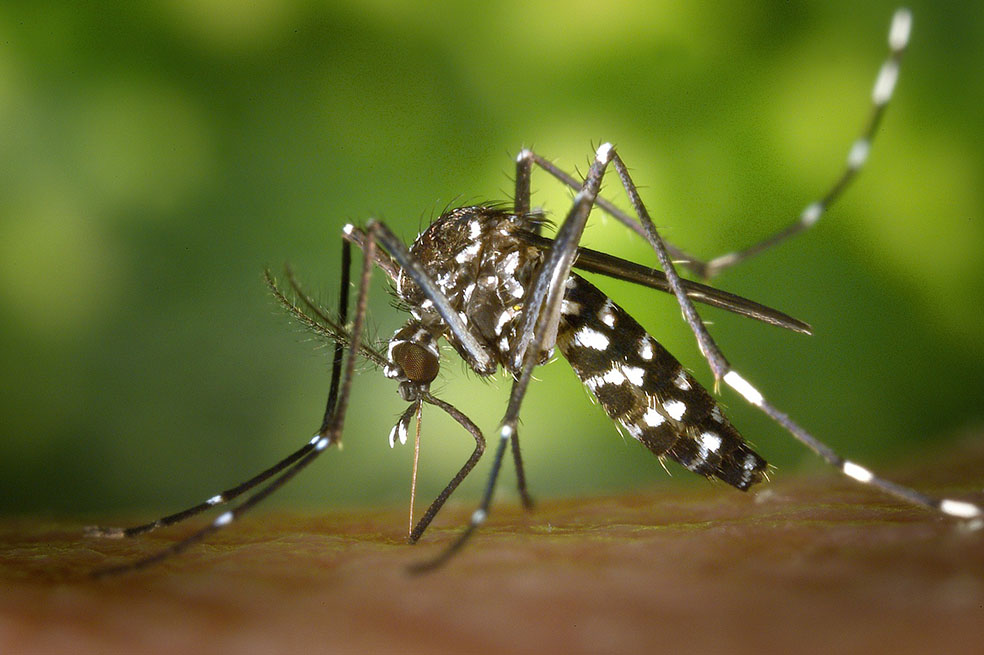 Se reportan 945 casos de dengue en Villavicencio 1