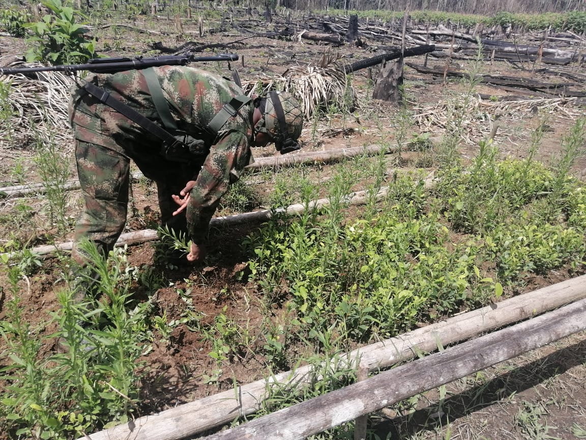 Cinco semilleros con más de un millón de plántulas de coca fueron hallados por el Ejército 1