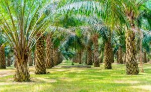 Palmicultores apuestan a reactivación económica y empleo con BIOdiésel 5