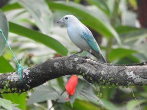Meta, segundo en avistamiento de aves en Colombia 5