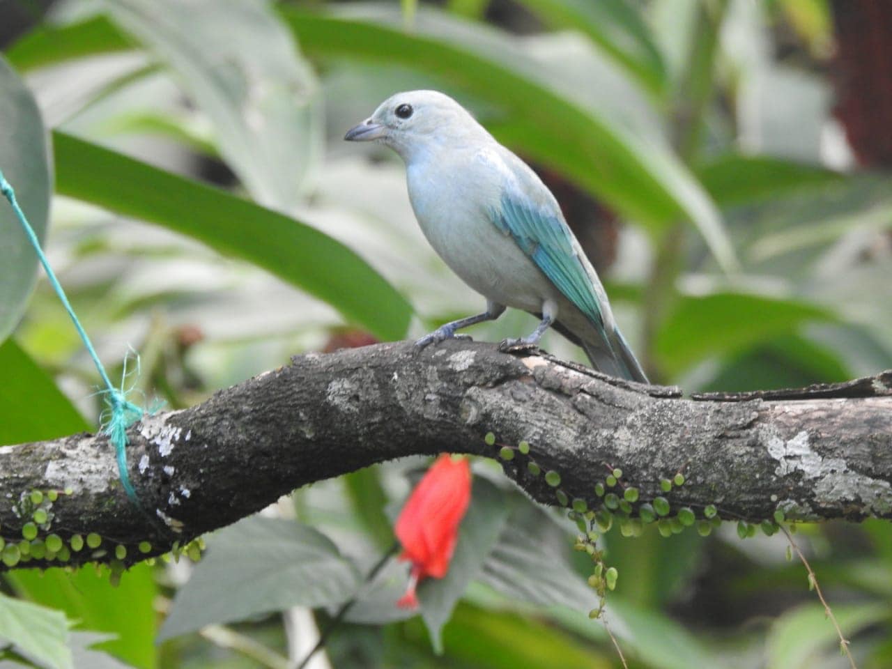 Villavicencio se alista para la semana de avistamiento de aves 'Villaves' 1 Villavicencio se alista para la semana de avistamiento de aves 'Villaves' 1