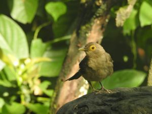Meta, segundo en avistamiento de aves en Colombia 7