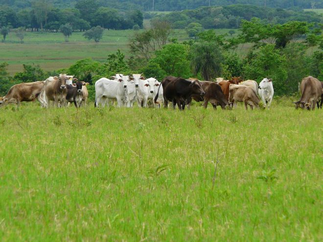 Pastoreo regenerativo - Volviendo a las tradiciones en ganadería 1