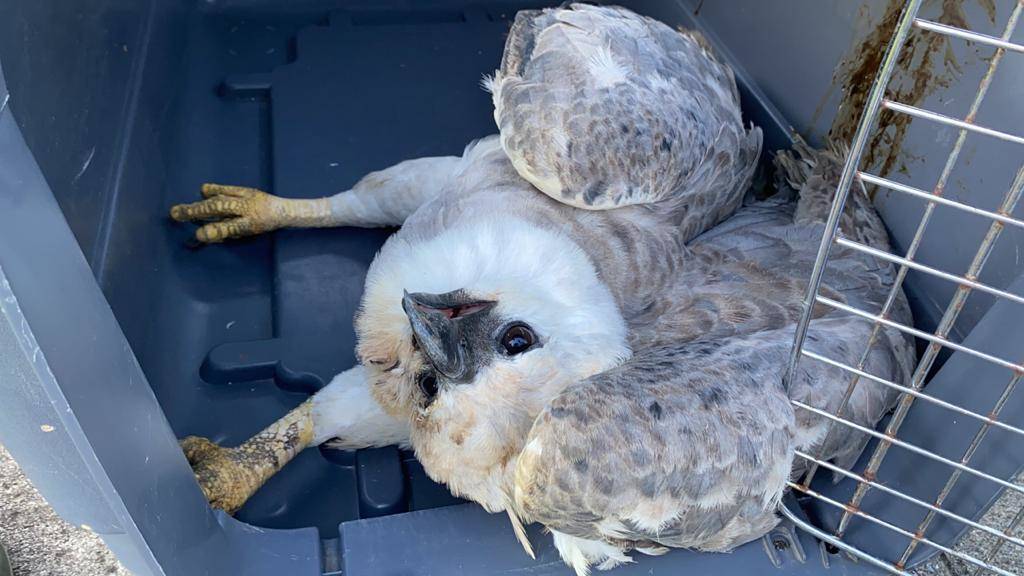 Águila arpía rescatada en Vista Hermosa se recupera en Pereira 1