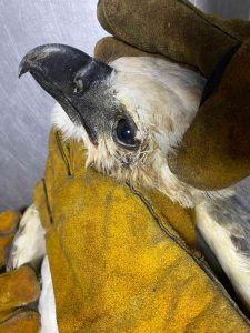 Águila arpía rescatada en Vista Hermosa se recupera en Pereira 4