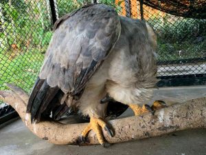 Águila arpía rescatada en Vista Hermosa se recupera en Pereira 2